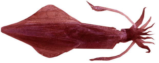 red-seafood