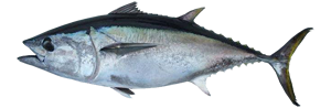 bluefin-tuna