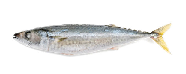 mackerel