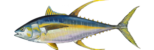 yellow-fin