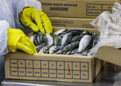 Packing sardines into 5kg nett carton