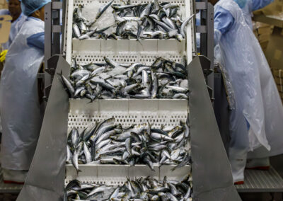 Sardines on conveyor