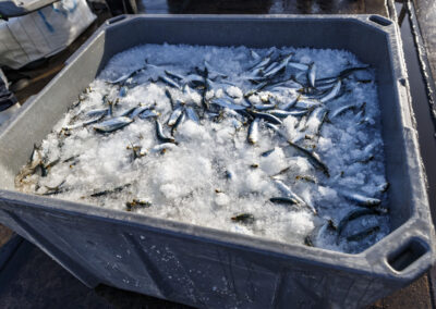 Sardines on ice for transportation to factory