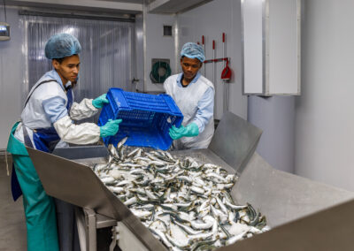 Sardines onto conveyor