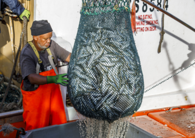 Offloading sardines from vessel