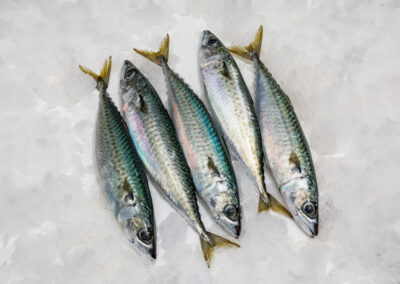 Mackerel on ice