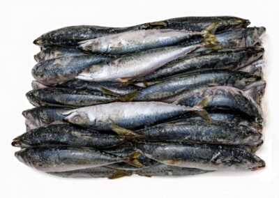 Frozen Block of Mackerel