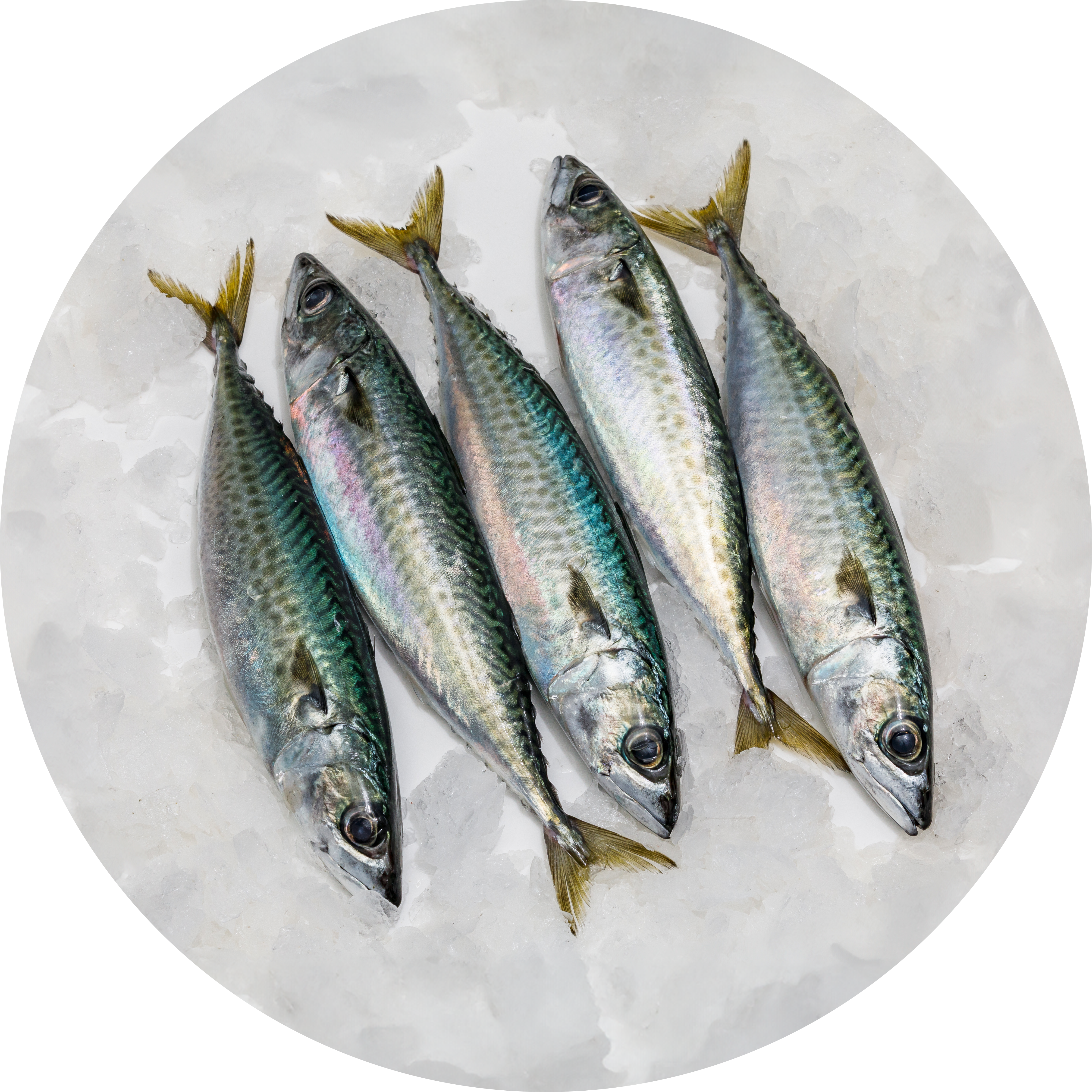 Mackerel on ice