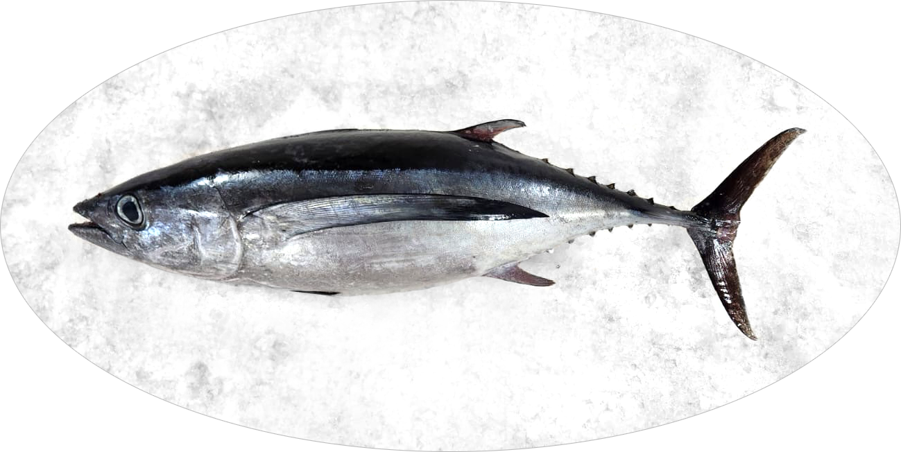 albacore on ice border