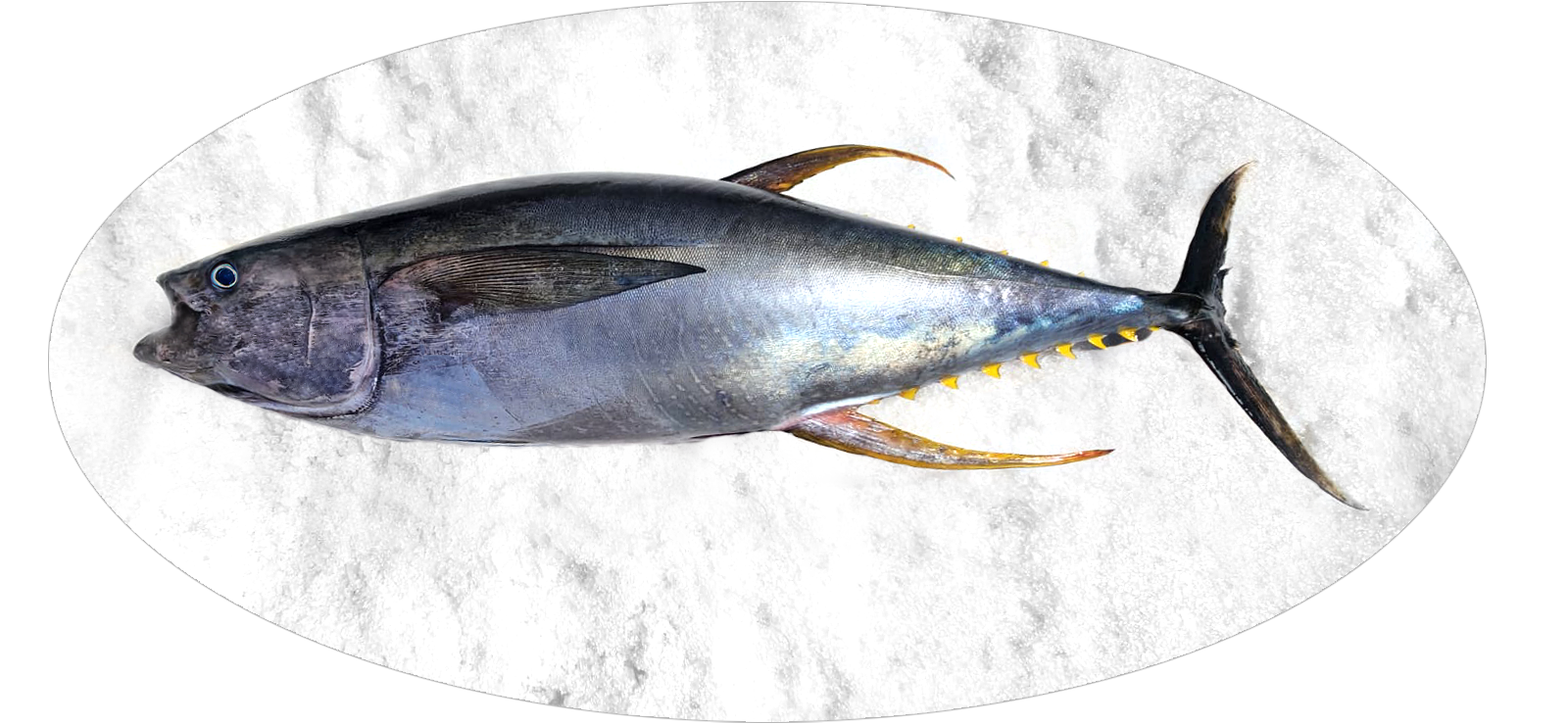yellowfin tuna on ice border edited